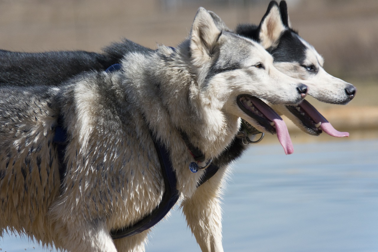 The Characteristics of Siberian Huskies